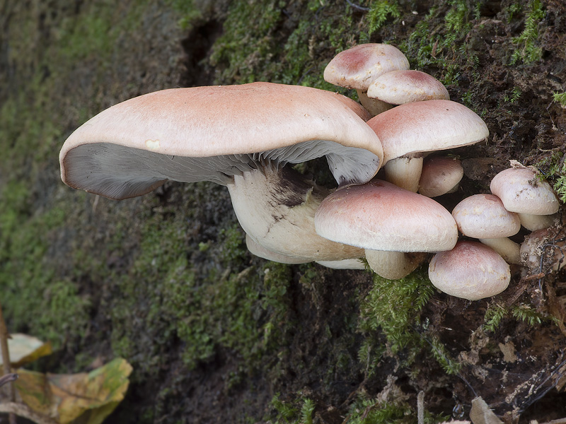 Hypholoma lateritium